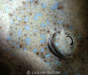 Eyeball in the sand!  I found this peacock flounder on a ... by Lisa Hinderlider 